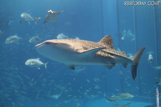 沖縄美ら海水族館