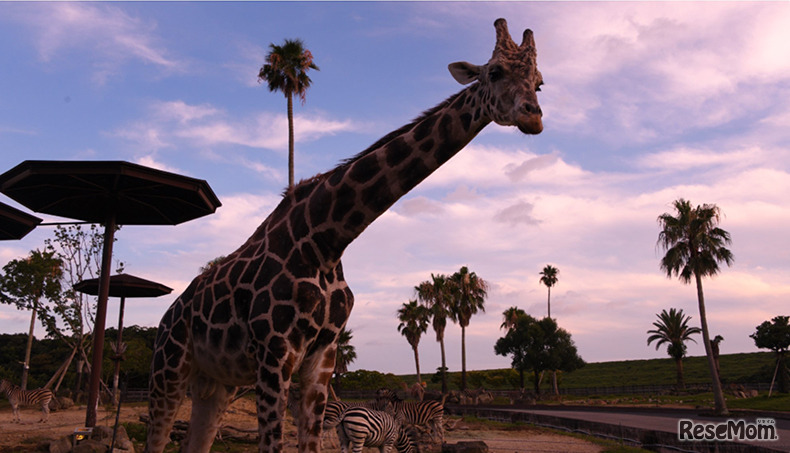 ナイトサファリハイキング