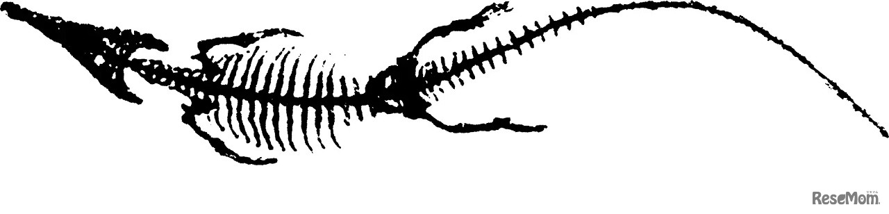 龍のモデルになった説のある「マチカネワニ」の全身シルエット 大阪市立自然史博物館 提供