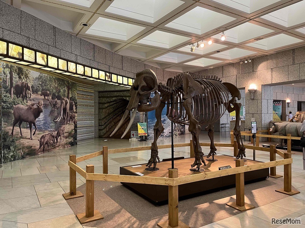 ナウマンゾウ全身骨格