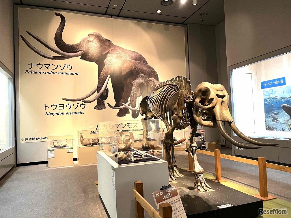 ナウマンゾウ全身骨格