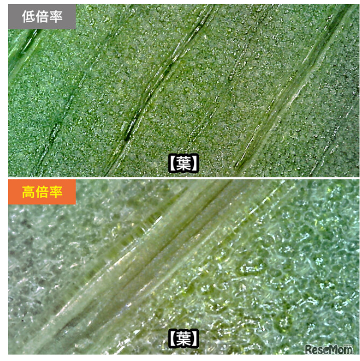 光学倍率最大300倍まで拡大が可能