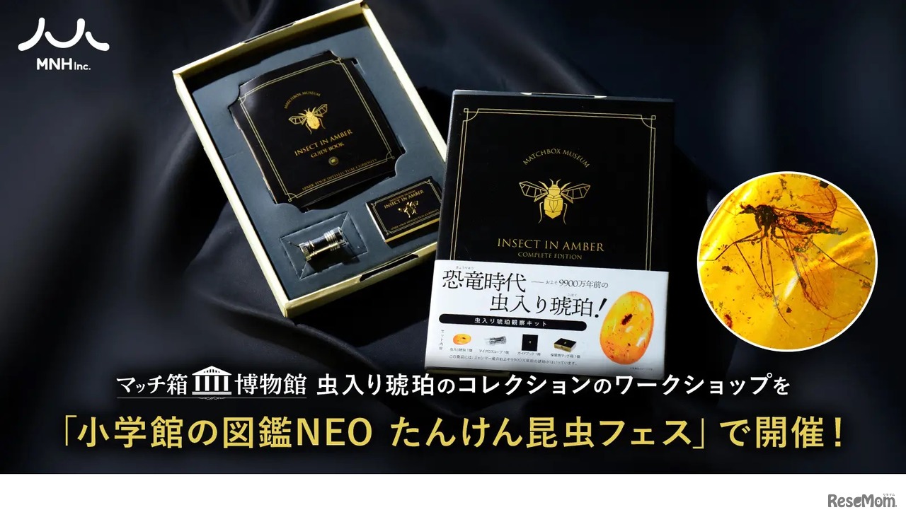 マッチ箱博物館 虫入り琥珀のコレクション」を使用したワークショップ