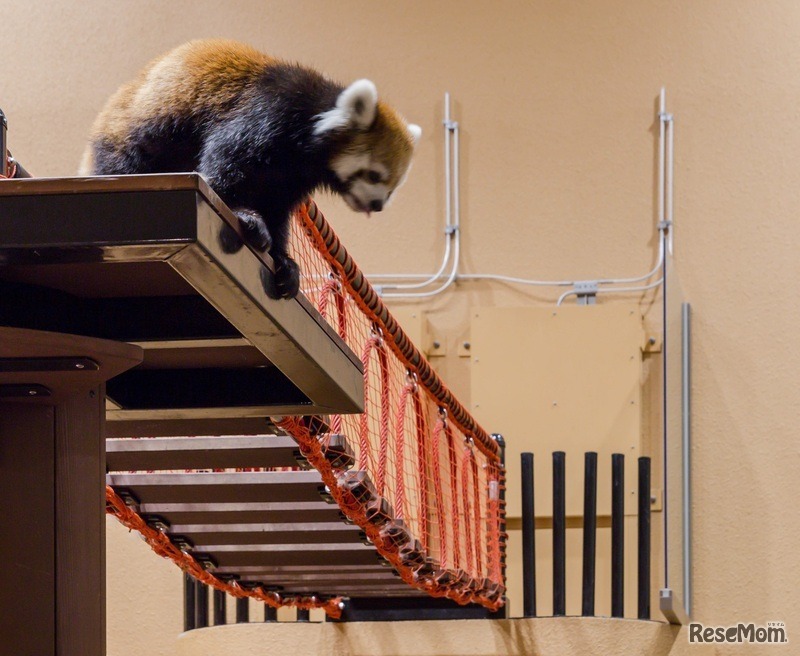 夕暮れ時に活発になるレッサーパンダ （過去の開催のようす）