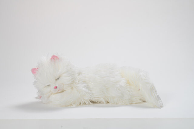 まるで本物みたいな可愛さ！感情表現まで行うペットロボット「しっぽふりふり あまえんぼう 子ねこちゃん」がクラファンを実施