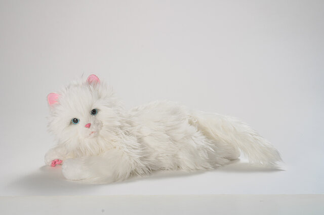 まるで本物みたいな可愛さ！感情表現まで行うペットロボット「しっぽふりふり あまえんぼう 子ねこちゃん」がクラファンを実施