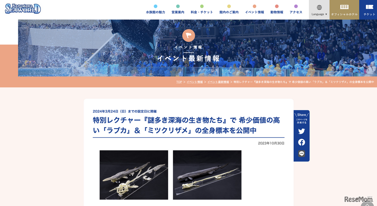 特別レクチャー「謎多き深海の生き物たち」で希少価値の高い深海ザメ「ラブカ」＆「ミツクリザメ」の全身標本を公開中