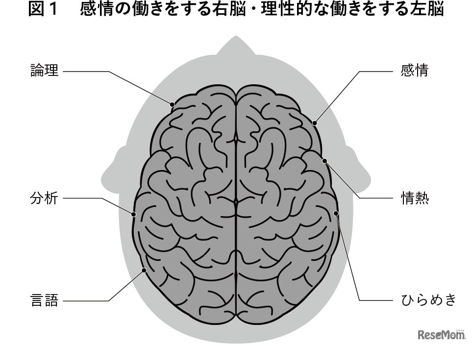 感情の働きをする右脳・理性的な働きをする左脳