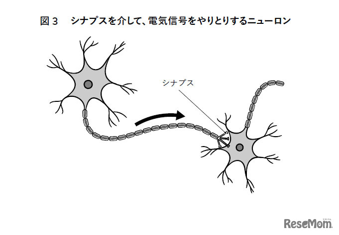 図3　シナプスを介して、電気信号をやりとりするニューロン