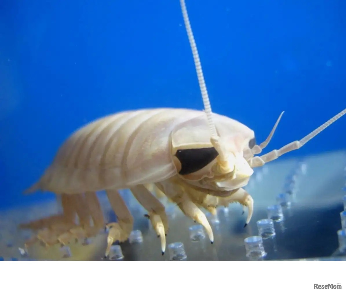 オオグソクムシ