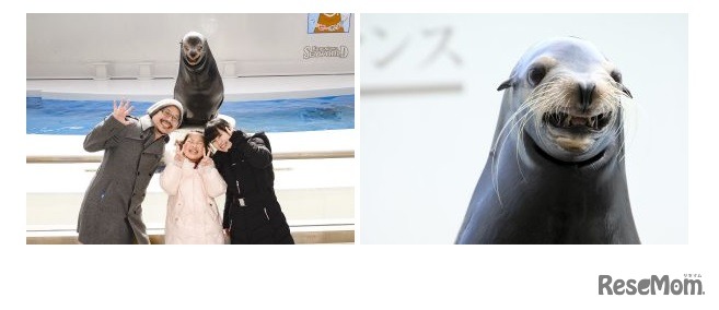 （左）2023年ベストスマイル賞、（右）笑顔のアシカ