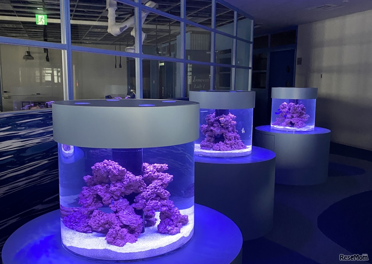 7F初等部のフロアテーマのOceanにあわせた水槽