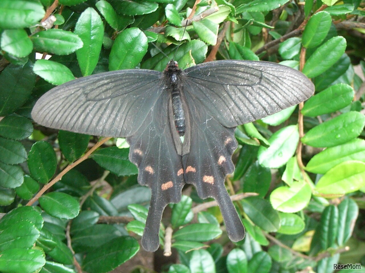 毒をもつジャコウアゲハ