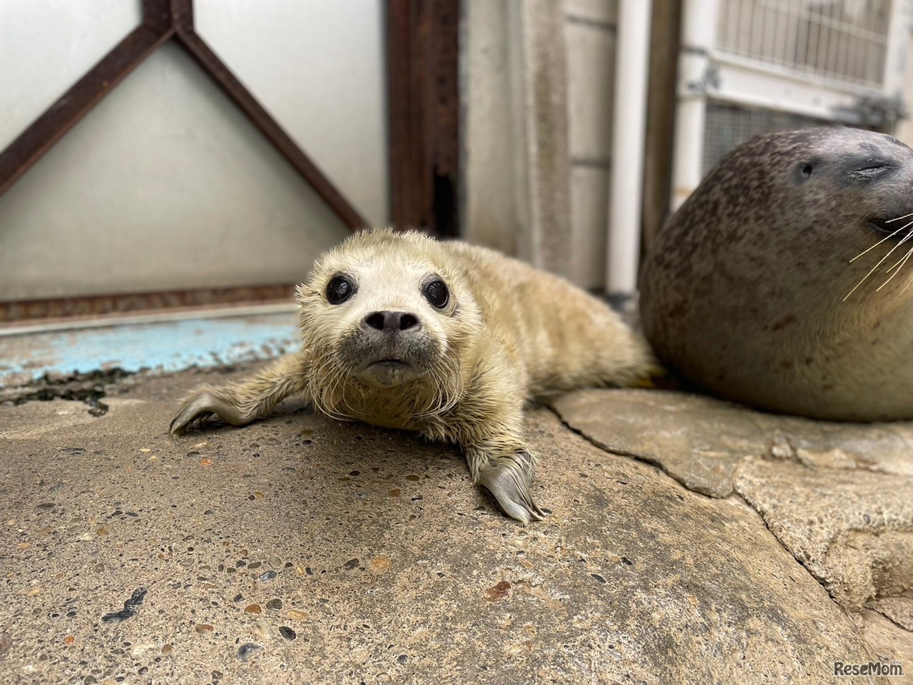 2024年3月30日撮影（3日齢）