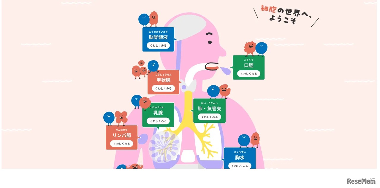 体内の細胞を探索できる「細胞アートクルーズ」