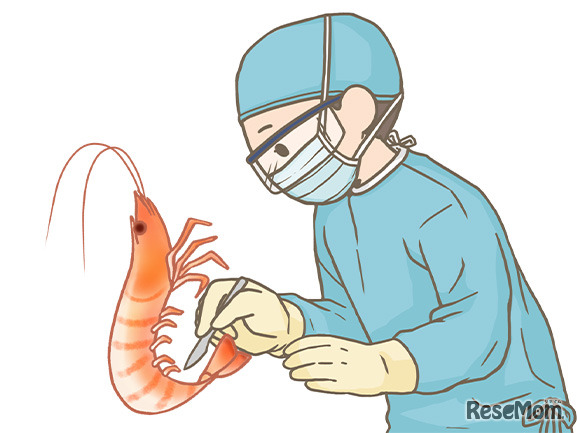 エビの解剖で学ぶ生物のつくり