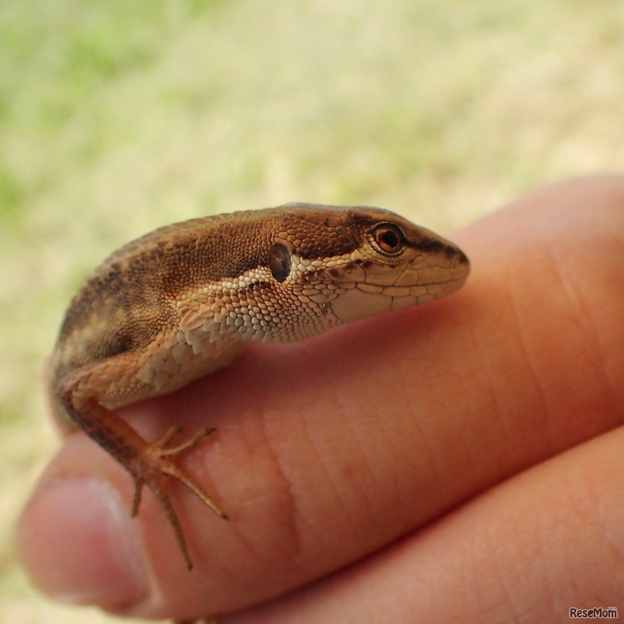 海の森のようす