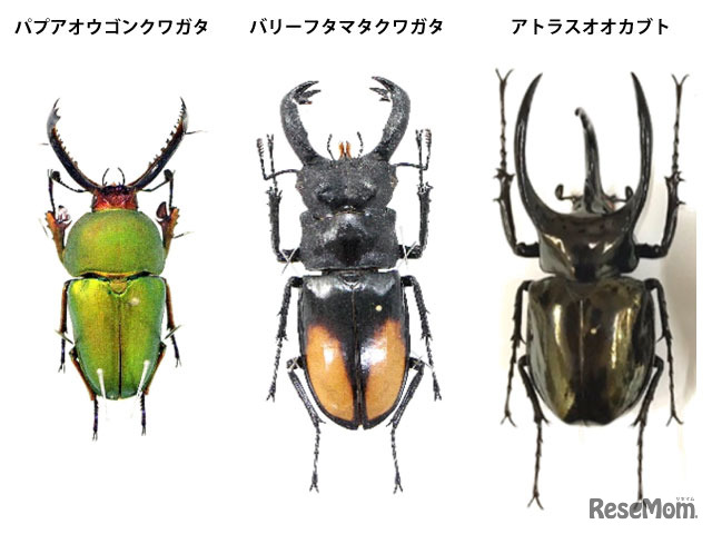 サイエンス倶楽部