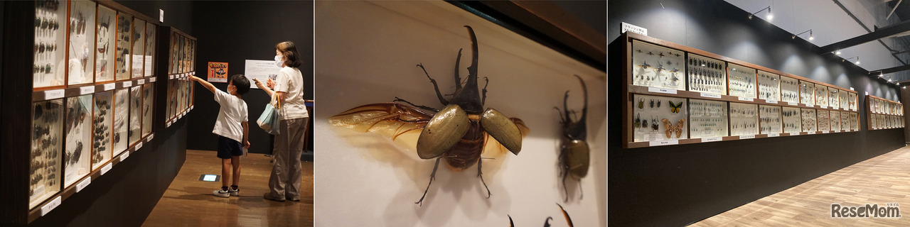 標本ライブラリー