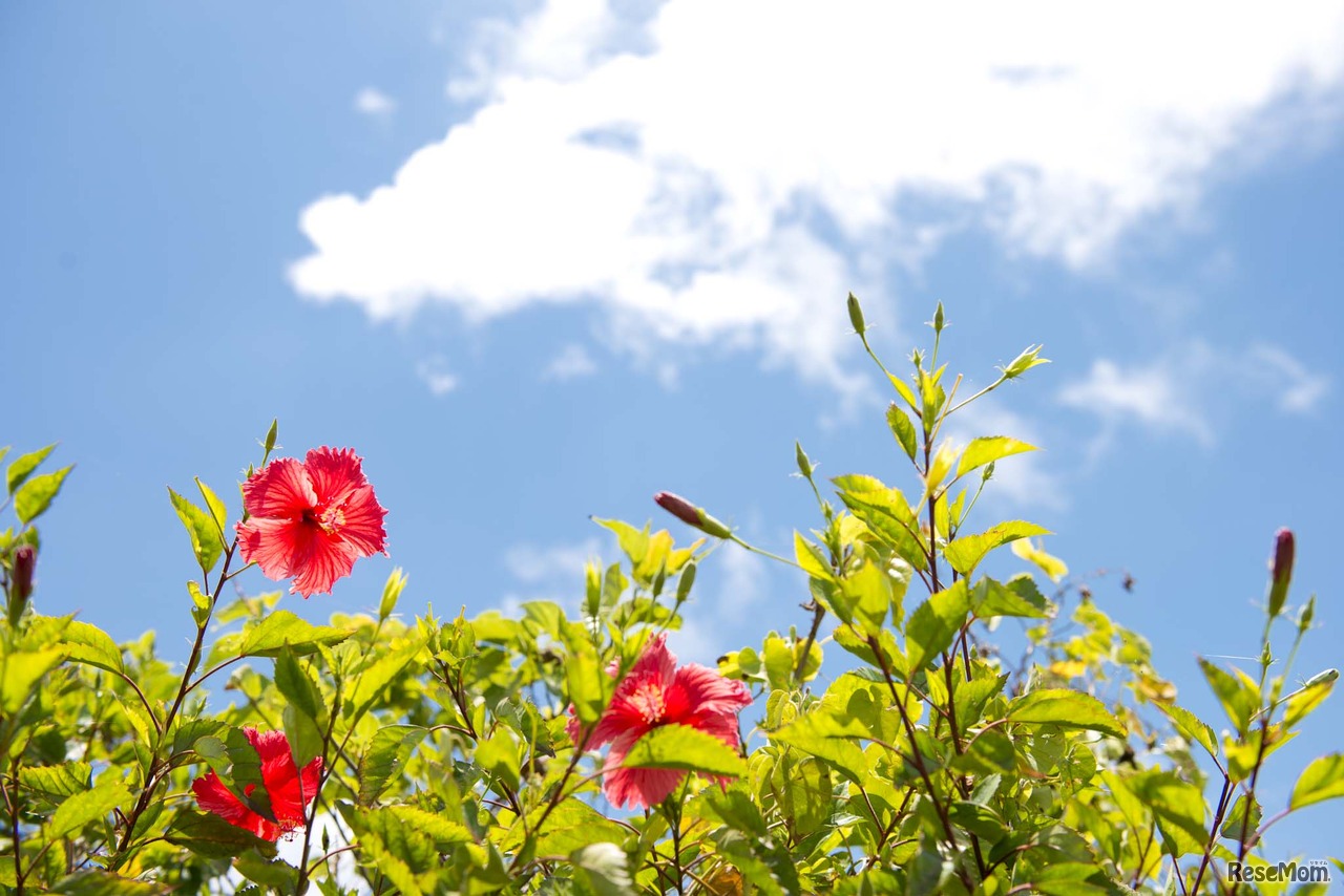 沖縄で集中スクーリングを開催（イメージ）