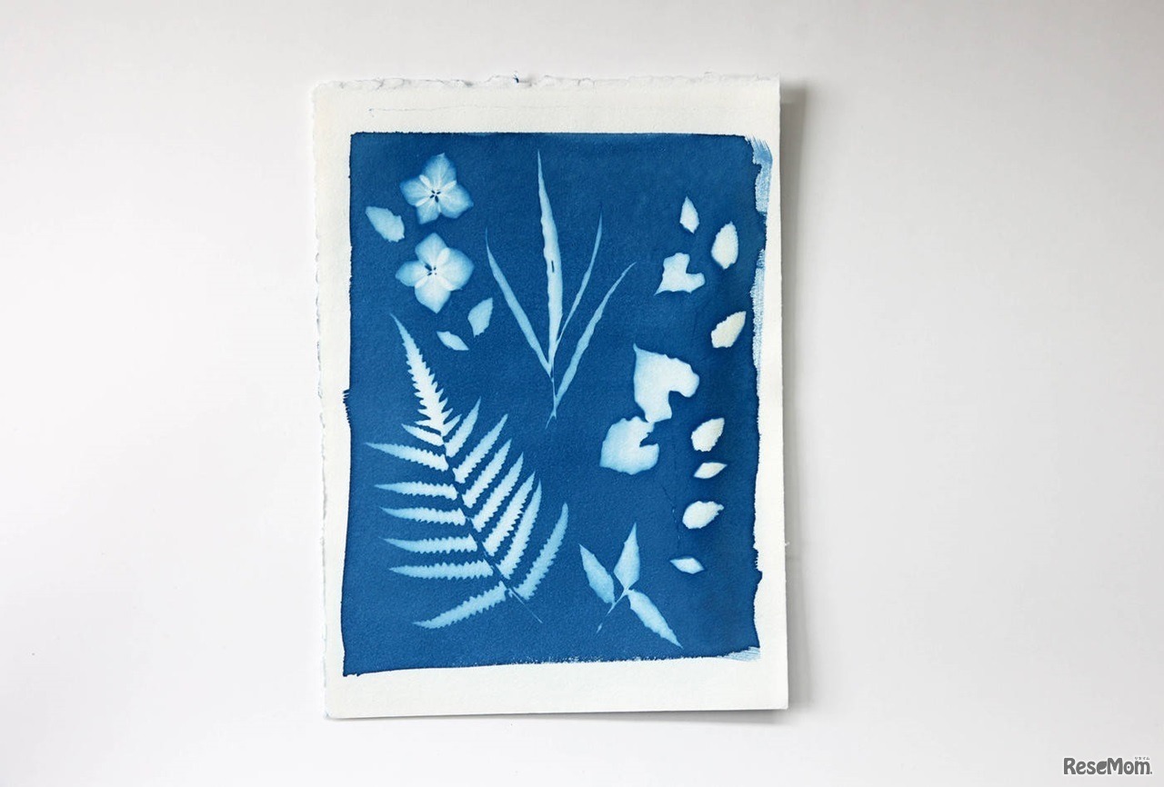 箱根の草花を使ったサイアノタイプ（イメージ）