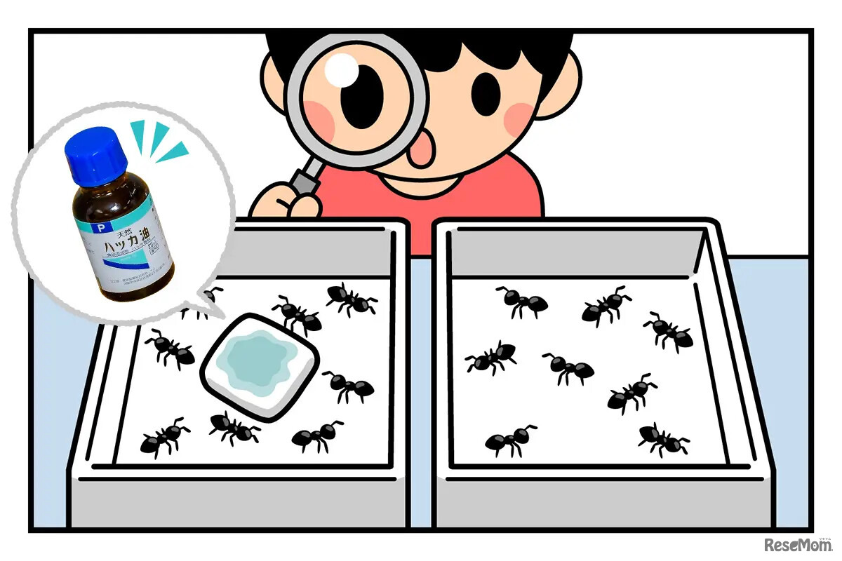 虫はハッカ油がきらい!?