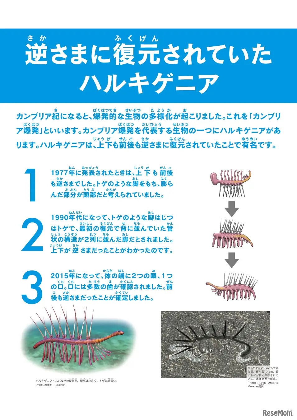 逆さまに復元されていた「ハルキゲニア」