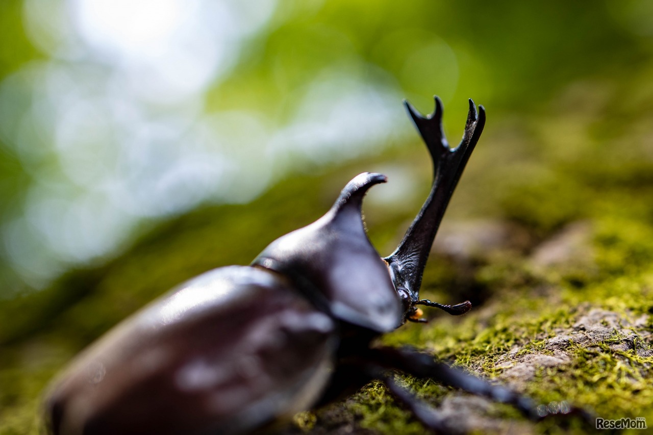 画像はイメージです