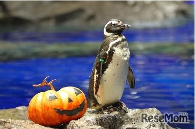 おさかなハロウィンinすみだ水族館