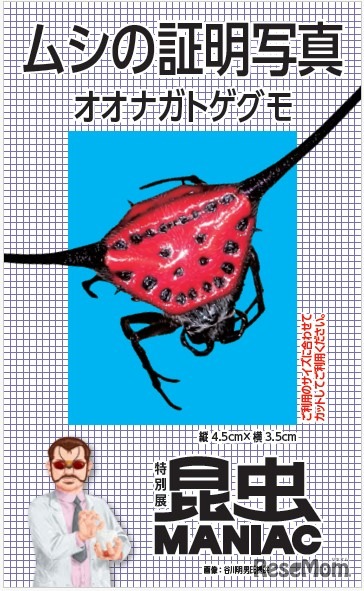 オオナガトゲグモの証明写真ステッカー