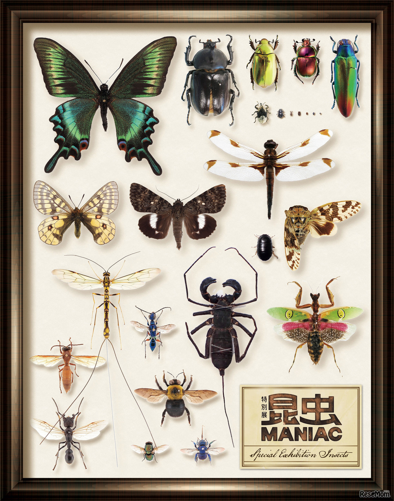 特別展「昆虫 MANIAC」公式図録