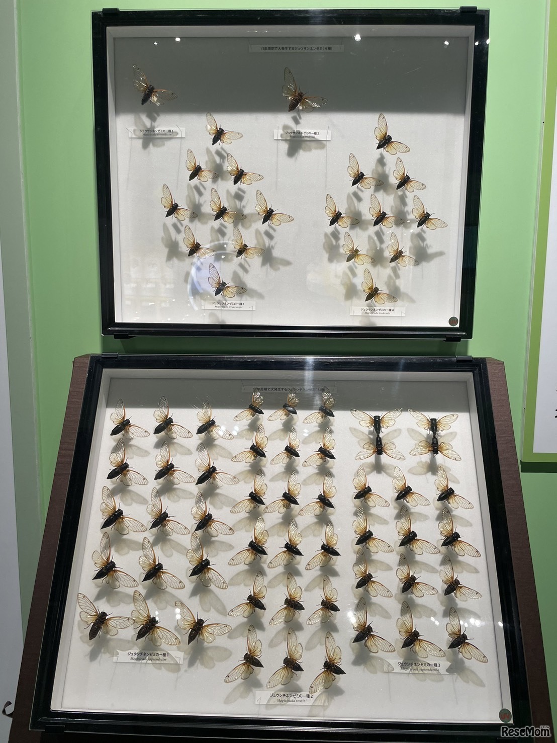 素数ゼミの標本群