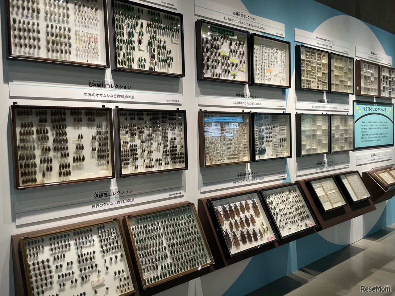 希少価値の高い標本