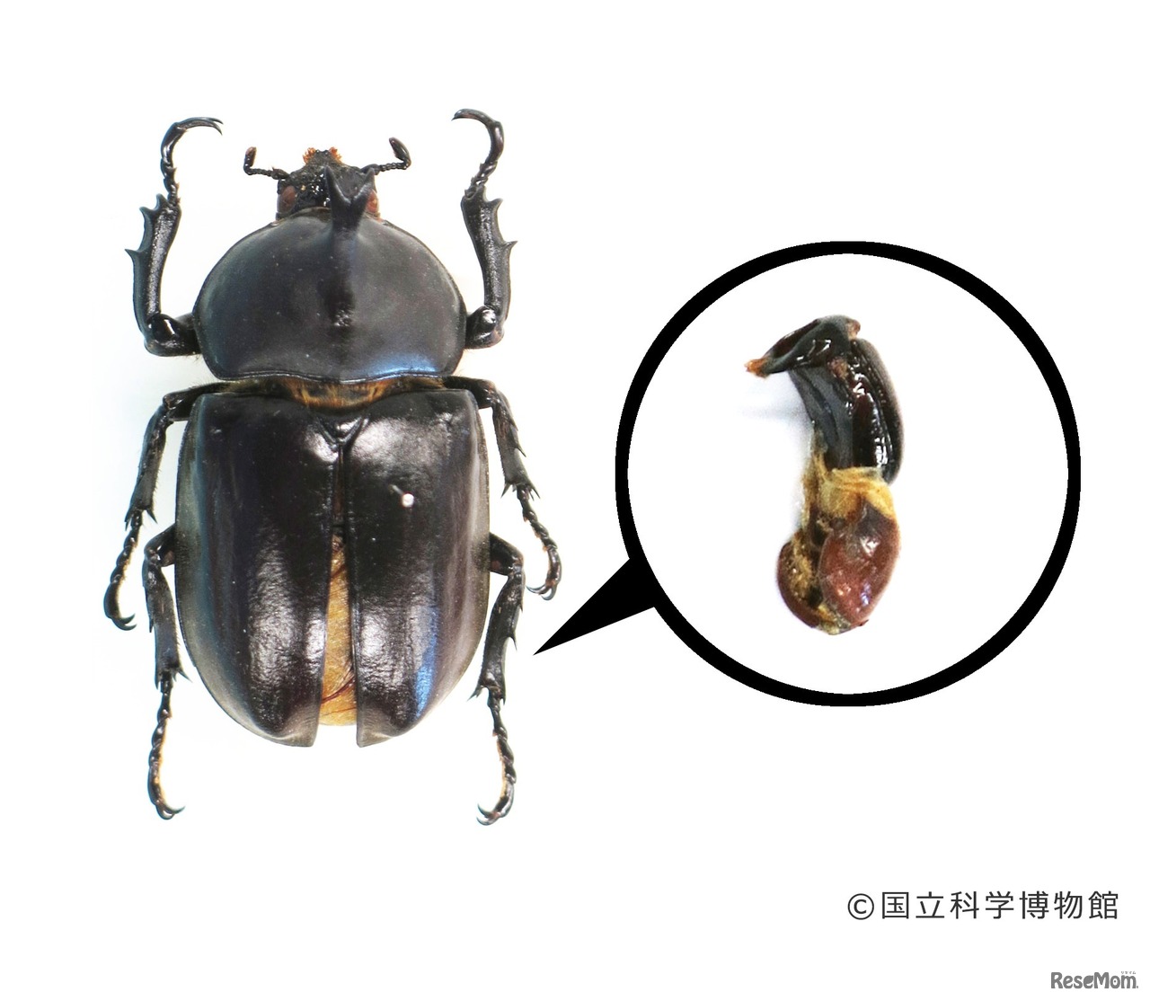 ギナンドロモルフのカブトムシと交尾器