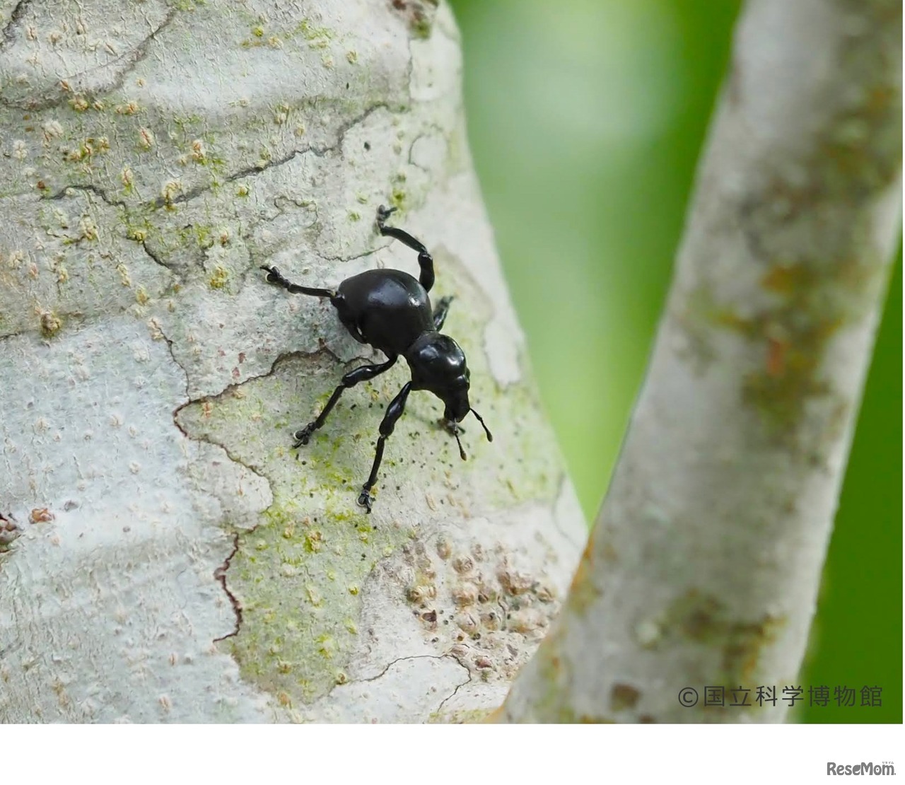 つるつるの壁を歩く日本一硬いムシ　クロカタゾウムシ
