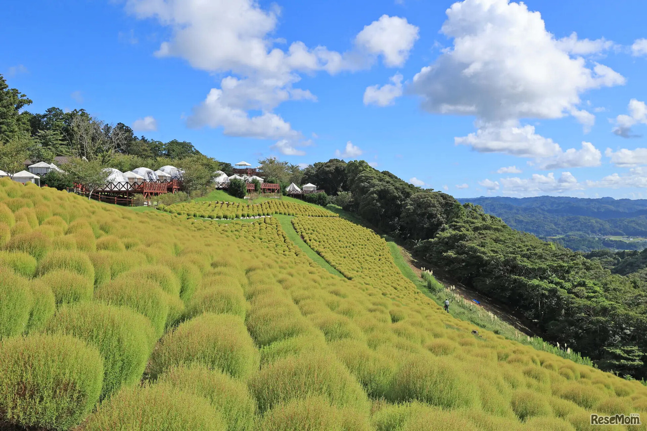 マザー牧場「コキア」