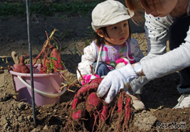 サツマイモと落花生の収穫体験（イメージ）