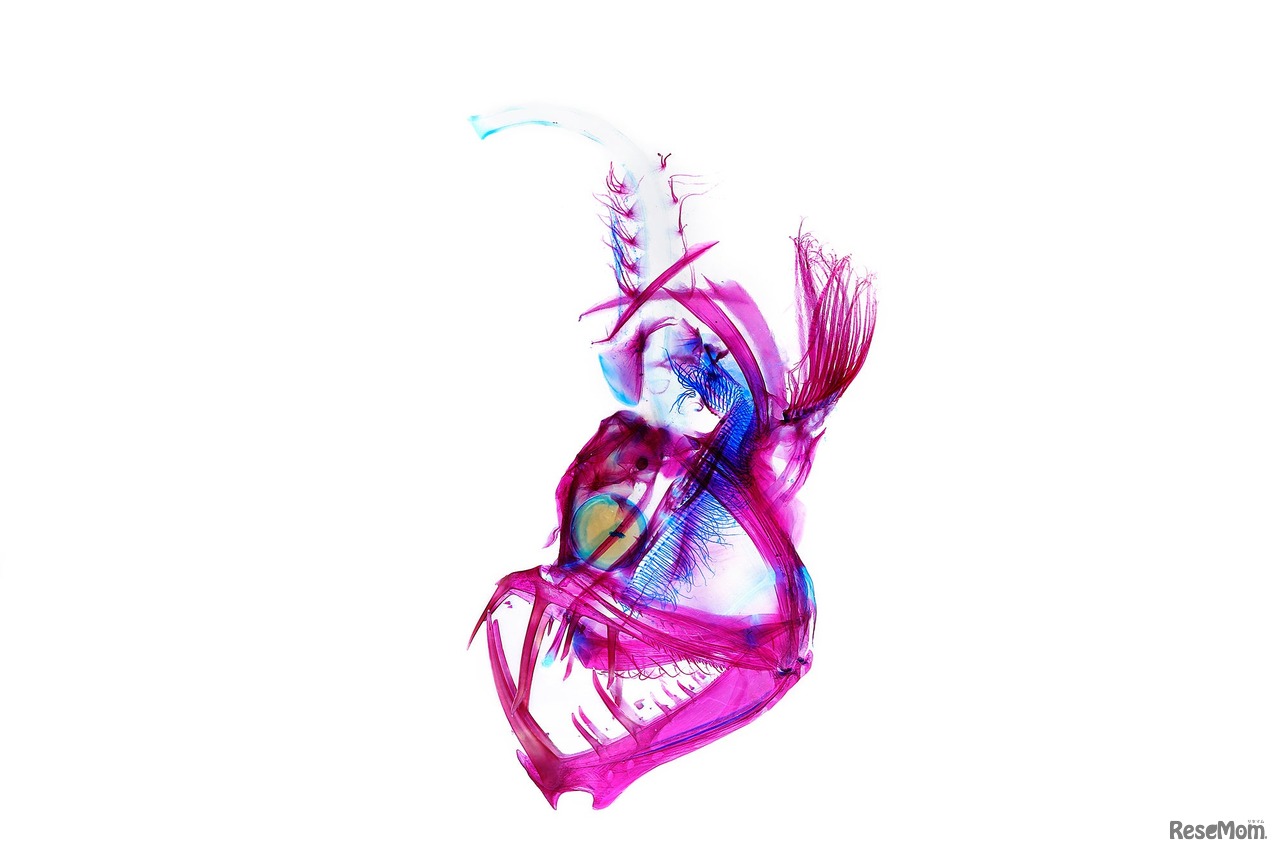 ホウライエソ（頭部）　新世界『透明標本』 / 冨田伊織©