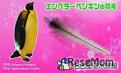 参加者にはエンペラーペンギンの羽毛をプレゼント