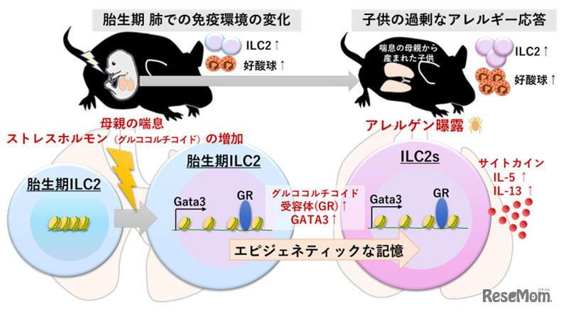 妊娠中の母体の喘息やストレスが子供の喘息を悪化させるメカニズム