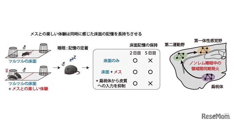 楽しい体験とともに感じた床面の記憶を強化する神経メカニズム