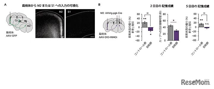 M2に入力する扁桃体神経細胞の抑制によるメス記憶と床面記憶の強化の阻害