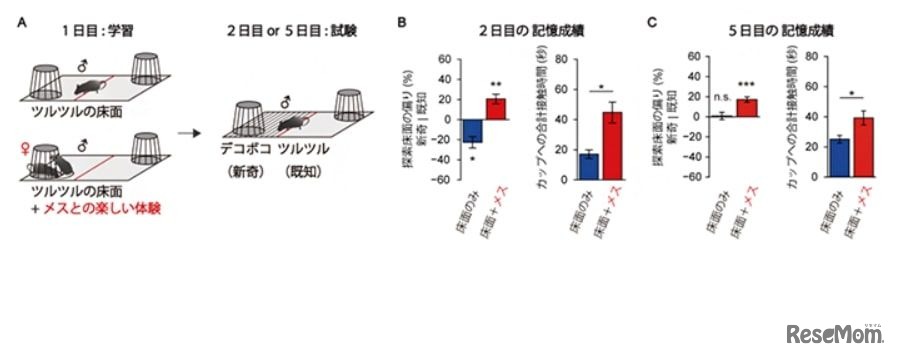 メスの提示による床面の記憶の強化