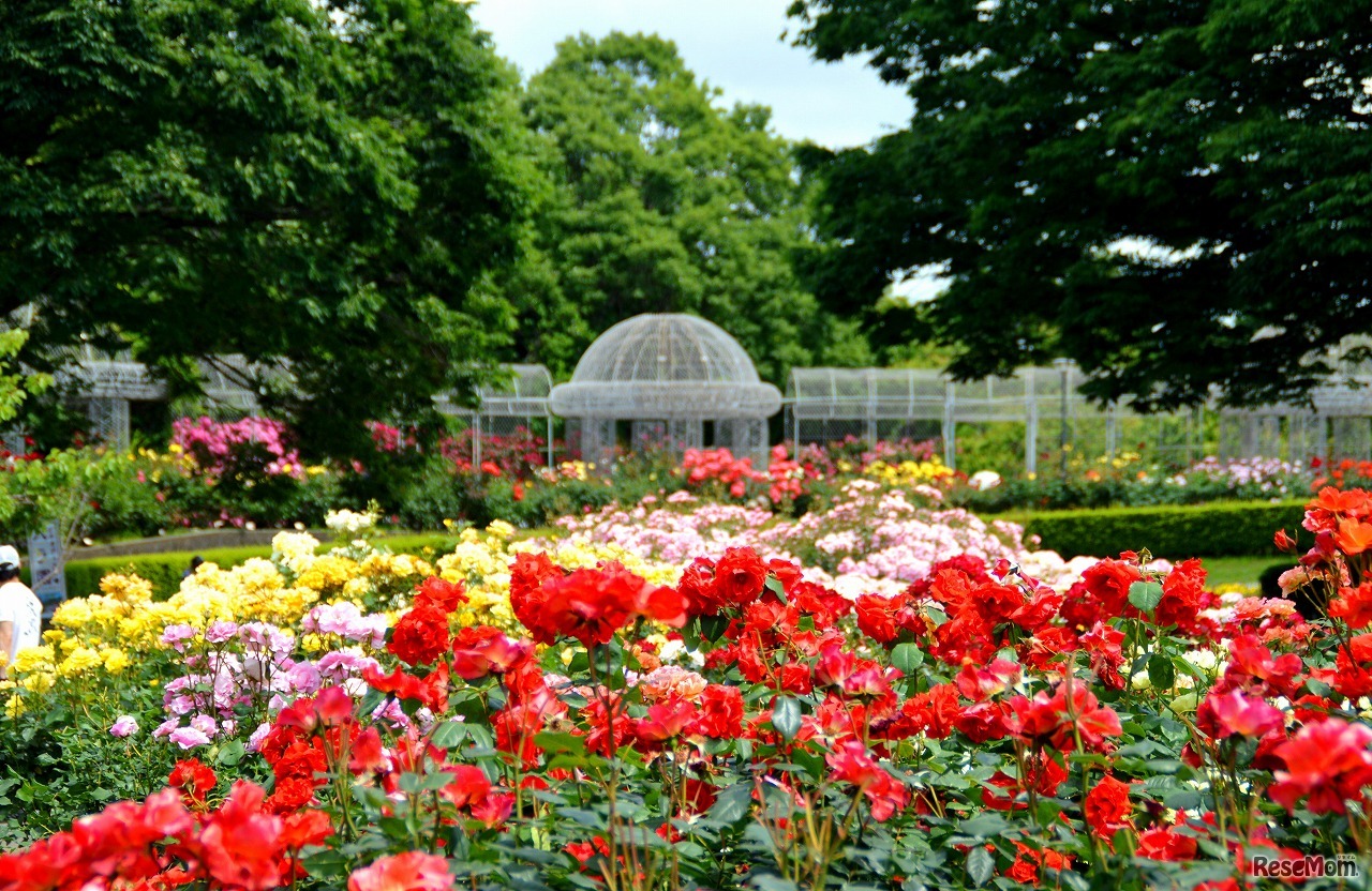 春のローズフェスタ