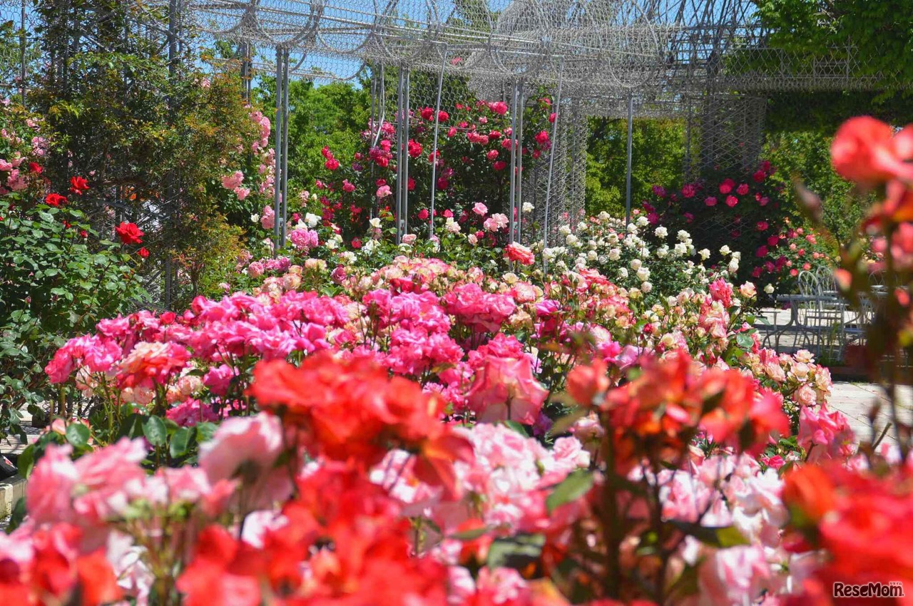 春のローズフェスタ