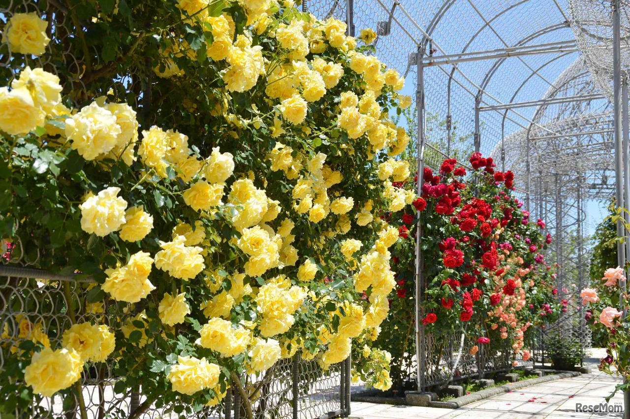 つるバラ「ローゼンドルフシュパリースホップ」