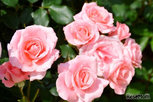 つるバラ「ローゼンドルフシュパリースホップ」