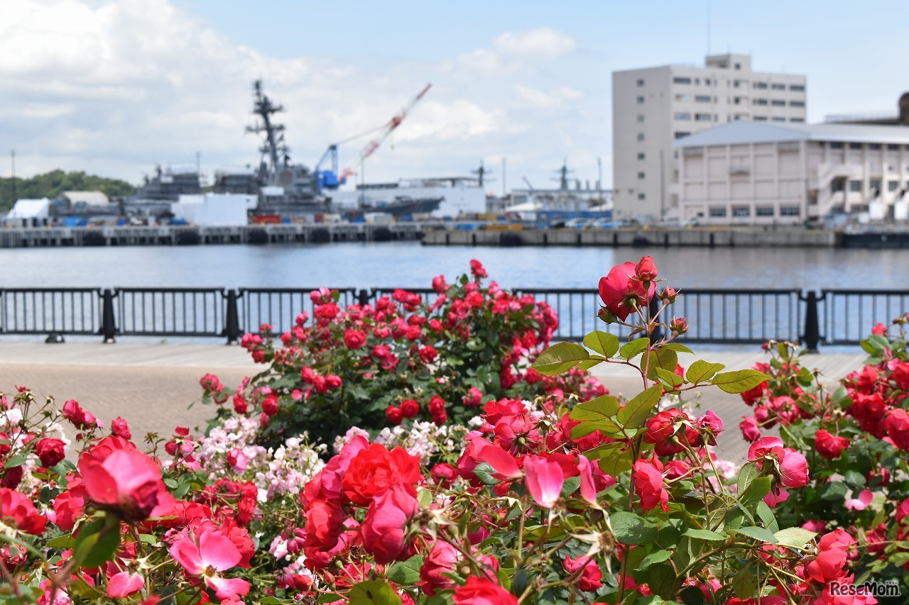 2025年 見頃のピークは5月中旬～下旬の見込み