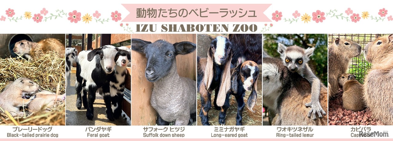 動物たちのベビーラッシュ