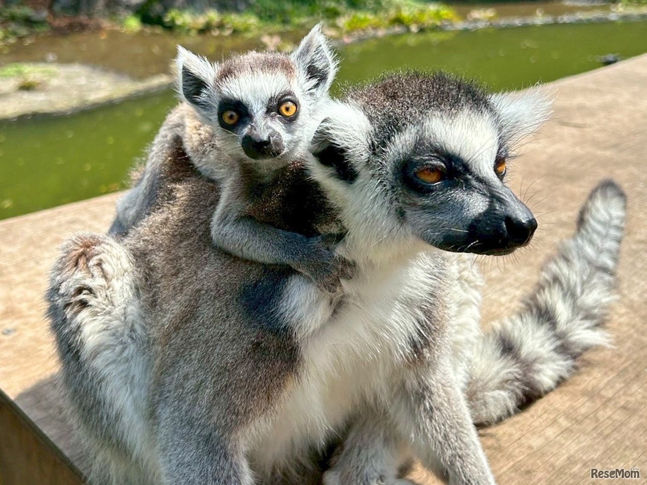 ワオキツネザル